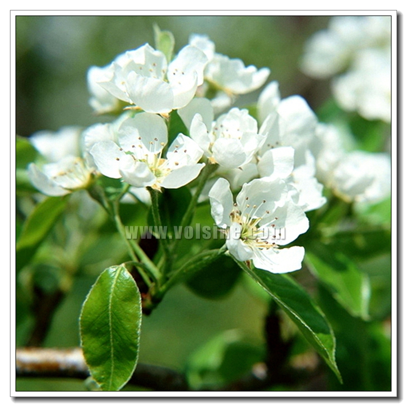 茉莉花细胞液提取机